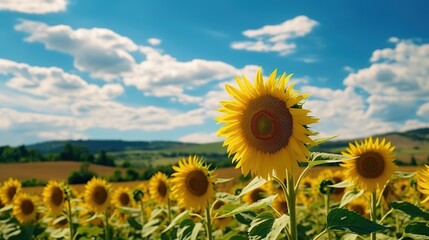 Obraz premium sunflower field in the summer