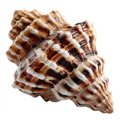 Obraz premium A beautifully detailed seashell with intricate patterns, showcasing natural colors and textures, perfect for decoration or study.