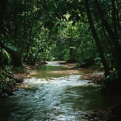 Lush, serene stream meandering through dense tropical forest