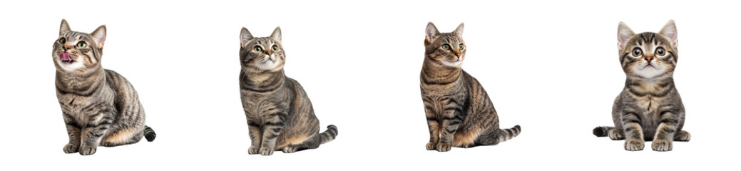 Cats in playful poses with a transparent background for design