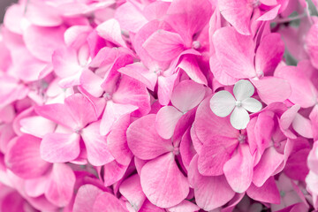 Fototapeta premium Pink flowers close up. Bouquet of purple flowers. City flower beds, a beautiful and well-groomed garden with flowering bushes.