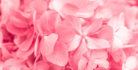 Obraz premium Pink flowers close up. Bouquet of red flowers. City flower beds, a beautiful and well-groomed garden with flowering bushes.