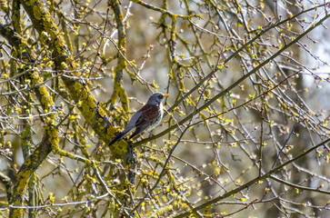 A fieldfare bird rests quietly on a branch surrounded by tangled spring twigs. close-up from below shows calm bird framed by tree limbs, evoking stillness in early spring woods, quiet observation 