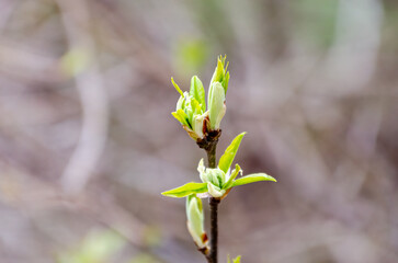 Young spring leaves begin to unfold gently on a thin forest twig. Macro from eye-level captures fresh bud opening, evoking spring renewal and tender forest stillness, spring rebirth theme.