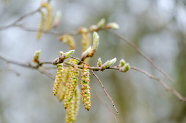 Early spring birch catkins begin to open softly against a misty forest. Low angle macro captures catkins unfolding, muted light adds calm, early-season woodland clarity, spring rebirth theme.