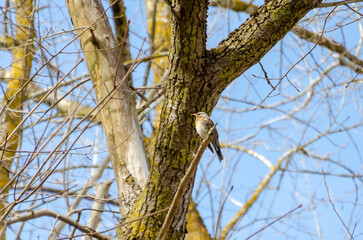 A fieldfare bird rests quietly on a branch surrounded by tangled spring twigs. close-up from below shows calm bird framed by tree limbs, evoking stillness in early spring woods, quiet observation 
