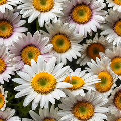 Obraz premium bright and cheerful daisy flowers with vivid colors on white backdrop