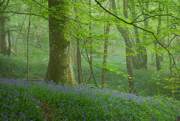 Early morning foggy spring woodland near Telham hill Battle east Sussex south east England UK