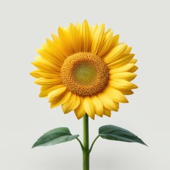 Fototapeta premium Close up of a vibrant sunflower with green leaves