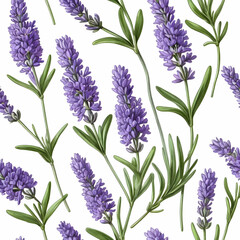 Obraz premium botanical sketch of lavender flowers for natural and minimalist design on white background