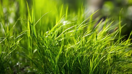 Fototapeta premium Close-Up of Vibrant Green Grass Texture with Soft Focus Background, Natural Sunlight, Abstract Nature Detail, Showcasing Vitality and Natural Plant Texture for Nature and Botanical Themes