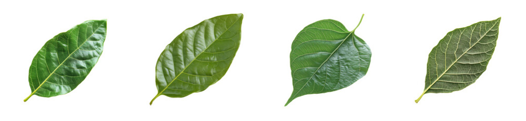 Obraz premium Variety of green leaves showcasing different shapes and textures