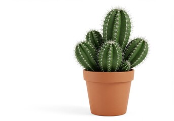 Green cactus plant with white spines in a terracotta pot on a white background in studio lighting