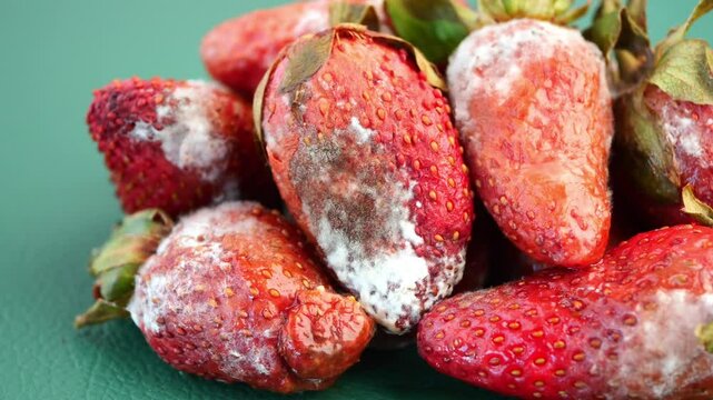 Moldy strawberries found during a grocery inspection