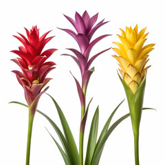Three vibrant guzmania flowers in red, purple, and yellow tones on minimalist white background