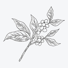 coffee vector template illustration design