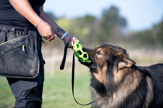 obedience training with a Altdeutsche Schaferhund