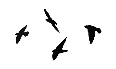 Flying African river martin bird Silhouette Design  And Vector Illustration. 