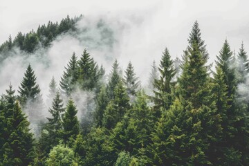 Fototapeta premium Misty forest landscape with evergreen trees and fog.