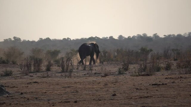 Elephant spreading dust on skin in the Khaudum National Park in Namibia, Africa.