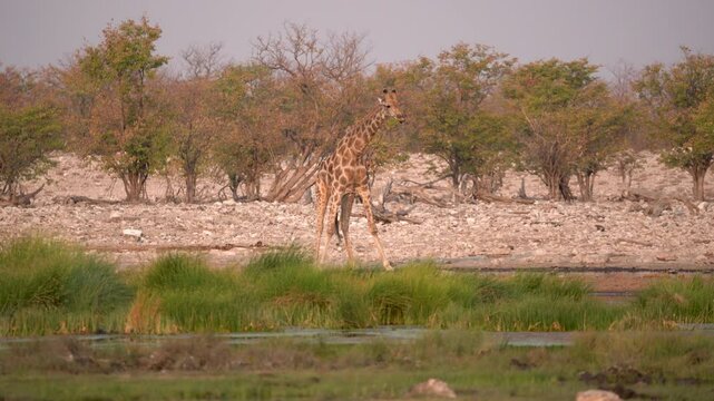 Giraffe drinking water at a waterhole in the Etosha National Park in Namibia in Africa.