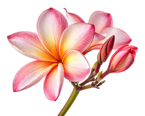Fototapeta premium shimul flower on white background. PNG