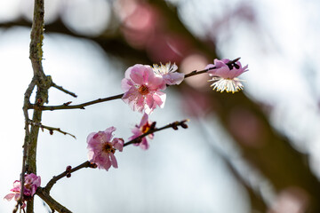 Delicate pink floral blossoms bloom abundantly on tree branches, showcasing the enchanting essence of springs beauty