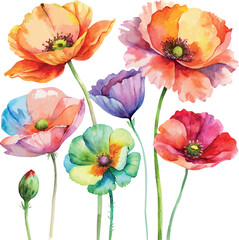 Colorful watercolor red yellow green purple poppy flowers vector botanical floral illustration