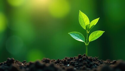 Naklejka premium Delicate green sapling, slender stem, vibrant leaves , flora, development, vibrant