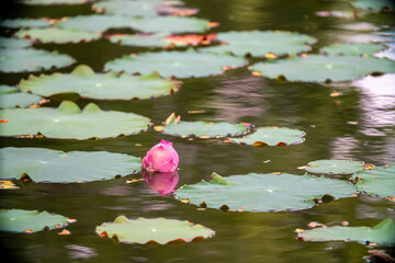 Lotus pond. Water lily close up. Sacred lotus flower in Buddhism. Calmness and tranquility. Spa...