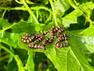 caterpillar on leaf. Leopard Lacewing Butterfly Cethosia Cyane Caterpillars in Thailand 
