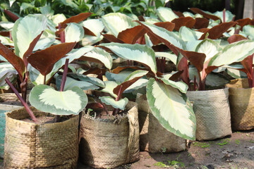 Calathea picturata Argentea tree plant on nursery