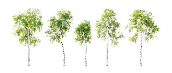 Obraz premium Silver Birch Trees Against Transparent Background