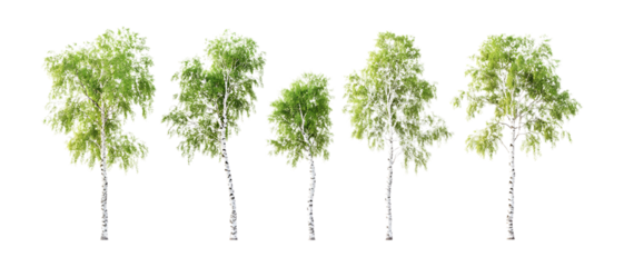 Silver Birch Trees Against Transparent Background