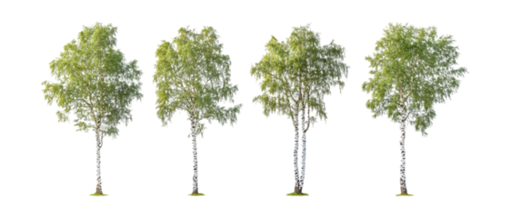 Silver Birch Trees Against Transparent Background