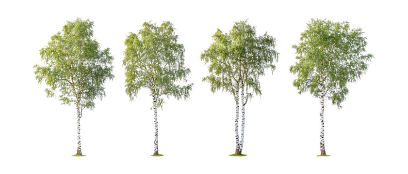 Silver Birch Trees Against Transparent Background