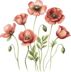 Classic watercolor red poppy flowers vector botanical floral illustration