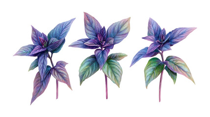 Purple Basil Sprigs Against Transparent Background
