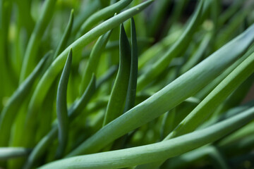 This is a close-up of a green onion.