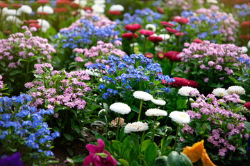 Obraz premium Blooming morning garden, daisy and campanula