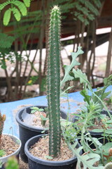 Cereus aethiops cactus and flower plant
