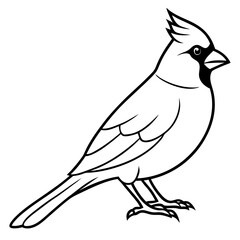 Elegant Cardinal Outline Vector Design