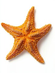 Bright Orange Starfish Resting on Fine Sand in a Coastal Environment During Sunny Conditions Generative AI
