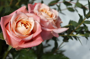 Eucalyptus pablo and pink roses.