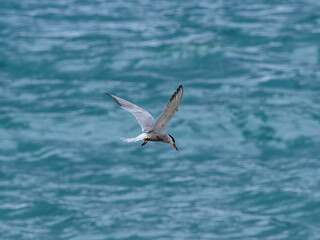 seagull flying over the sea