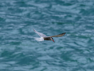 seagull flying over the sea