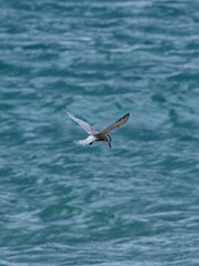 seagull flying over the sea