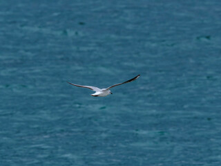 seagull flying over the sea