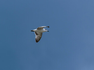 seagull flying beautiful blue sky