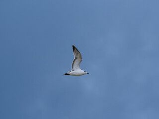 seagull flying beautiful blue sky